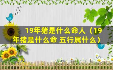 19年猪是什么命人（19年猪是什么命 五行属什么）